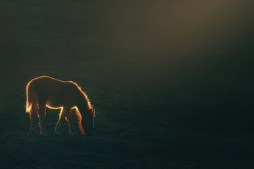 horse at sunset with backlight against dark background
