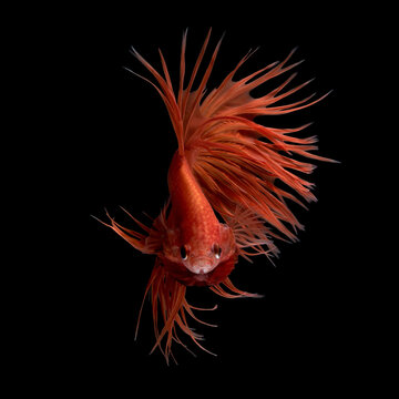 Abstract art movement of colourful Betta fish,Siamese fighting fish isolated on black background.Fine art design concept.