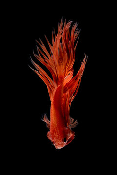 Abstract art movement of colourful Betta fish,Siamese fighting fish isolated on black background.Fine art design concept.