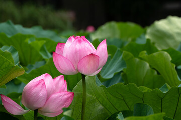 Obraz premium Lotus Flower At Shinobazu Pond, Ueno, Taito-ku, Tokyo Prefecture, Japan