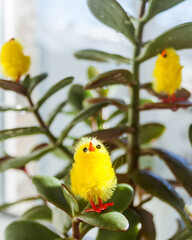 Yellow Easter chicken decorations on a jade plant.