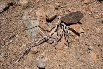 Background with dried tree root among stones on desert soil