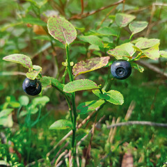 Two blueberries on a bush in the forest