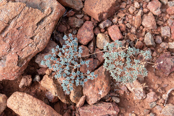 Background with Stonecrop on rocks