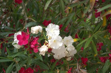 White and pink flowers of Nerium - oleander on the fence of a house in Greece 