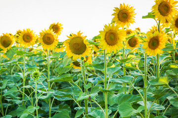 Obraz premium field with sunflowers