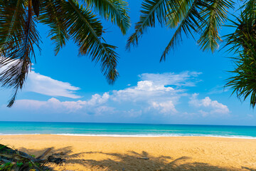 Palm coconut tree on sea beach white sand blue sky