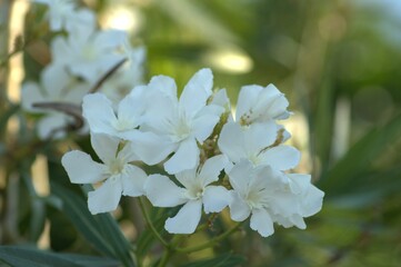 White flowers of Nerium - oleander on the fence of a house in Greece