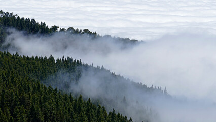 Over the clouds with pine trees in Teide National Park in Tenerife, Spain
