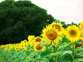 Fototapeta premium Close-up of sunflowers in a field in France