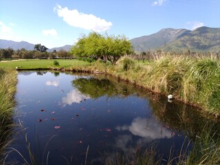 landscape with lake and trees