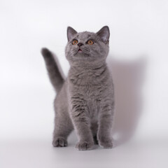 British shorthair pedigree cats on the studio background