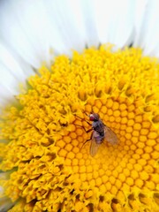 bee on flower