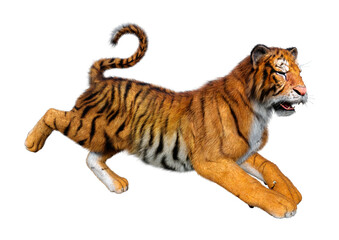 3D Rendering Big Cat Tiger on White