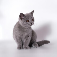 British shorthair pedigree cats on the studio background