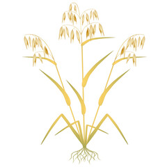 Oat plant with roots on a white background.