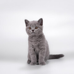 British shorthair pedigree cats on the studio background