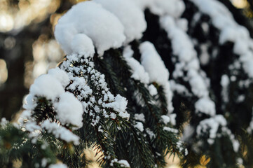 snow on a tree