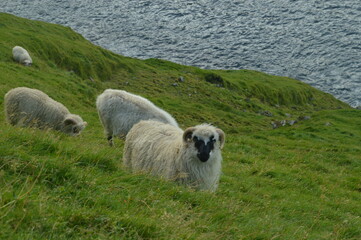 Obraz premium The dramatic and charming nature and mountains on the Faroe Islands