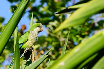 argentine parrot
