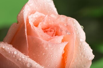 Pink Rose with Water Drops