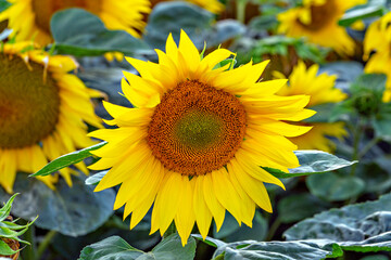 sunflower