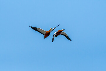 Ruddy Shelduck (Tadorna ferruginea) in park, Moscow, Russia