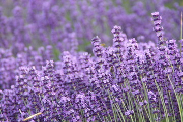 Fototapeta premium Field of Lavender, Lavandula angustifolia, Lavandula officinalis 