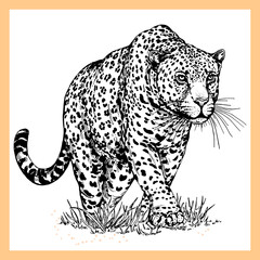 Hand drawn sketch style leopard isolated on white background. Vector illustration.