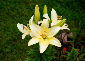 Yellow Lily. Lily is a beautiful, elegant flower with a charming aroma. It is considered a truly Royal flower that has a rich symbolism.