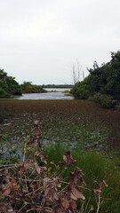 lake in the forest