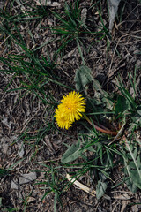 yellow dandelions in the grass