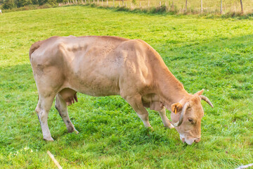 Fototapeta premium Thin grazing cow in the meadow. Hungry cattle. Brown cow with udder in the field. Cattle farm. Pasture concept. Domestic animal. Rural landscape. Livestock background.