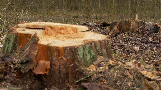Fresch cut two pine trees stumps in the forest. Rack focus handheld shot.