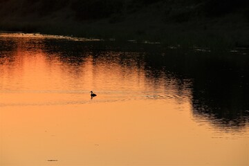 A duck during sunset at a lake with trees on the bank of the lake