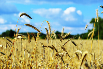 Kłosy pszenicy na polu. Błękitne niebo. © Pedro_Foto