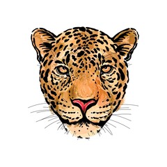 Hand drawn sketch style colorful portrait of leopard isolated on white background. Vector illustration.