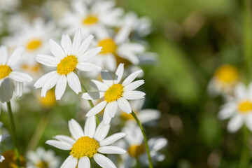 Top view of white daisies close-up