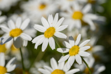 Obraz na płótnie Canvas Top view of white daisies close-up