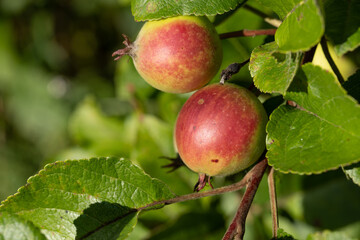 Two ripe apples on a branch of a wild apple tree in the bright sunlight. Image with selective focus