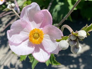 Marsh-mallow (Althaea officinalis), Der Echte Eibisch oder Arznei-Eibisch, Mainau - Constance,...