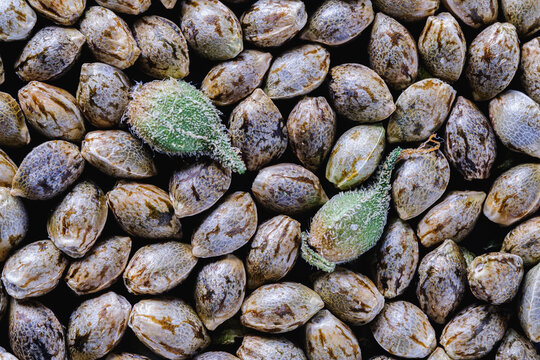 Medical cannabis seeds background in macro. two unpeeled green seeds. Top view.