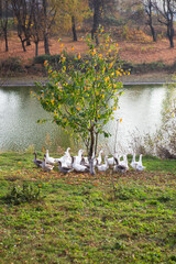 White and gray geese flock near the water. Golden autumn.