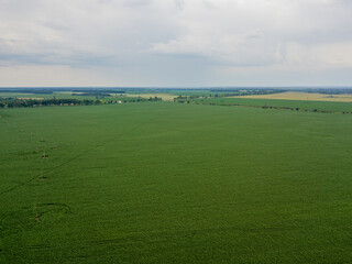 Aerial drone view. Green corn field in Ukraine.