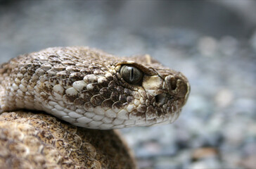 Snake