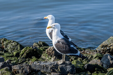 Kelp Gull (Larus dominicanus) in Ushuaia area, Land of Fire (Tierra del Fuego), Argentina
