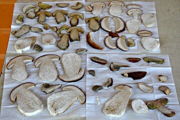 Suczone, krojone grzyby z jesiennego zbioru © Marta