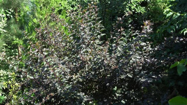 Wind sways branches of  Ninebark shrub or Physocarpus opulifolius Diabolo with with purple leaves in evergreen landscaped garden. Sunny summer day. North Caucasus nature concept for design.
