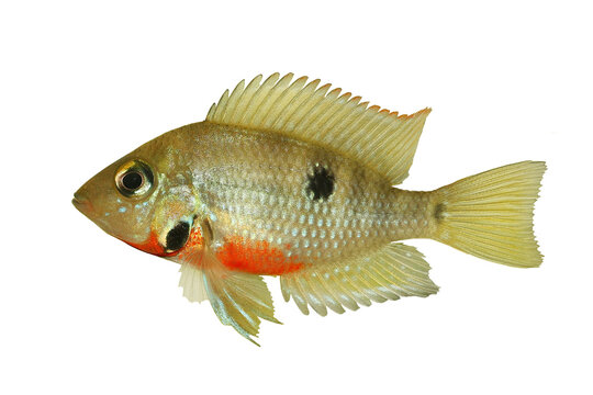 Firemouth cichlid Aquarium fish Thorichthys meeki