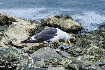 Kelp Gull (Larus dominicanus) in Ushuaia area, Land of Fire (Tierra del Fuego), Argentina